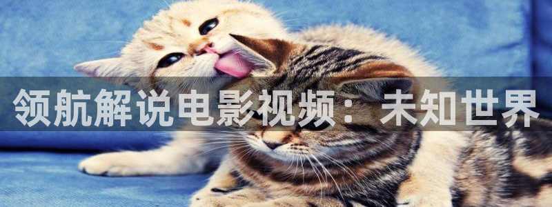 秋霞电影我不卡